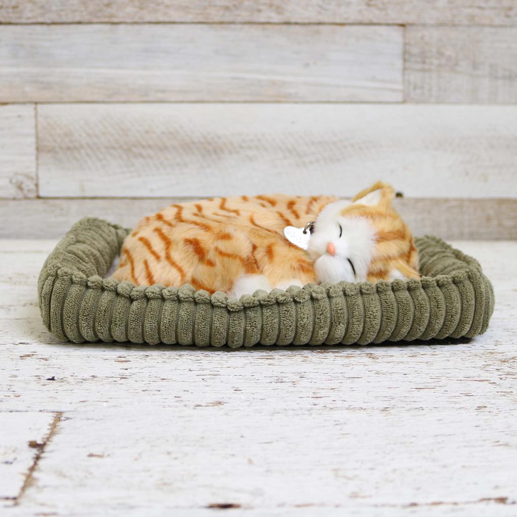 Orange Tabby Cat Perfect Petzz